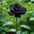 Profile picture of ROSEMAINE