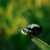 Group logo of Macro Phonetography – Philippines